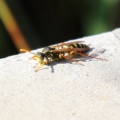 Polistes (Polistes) chinensis at Upper Stranger Pond - 16 Apr 2024 01:34 PM