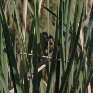 Poodytes gramineus at Upper Stranger Pond - 16 Apr 2024