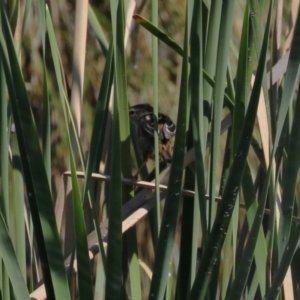 Poodytes gramineus (Little Grassbird) at Upper Stranger Pond by RodDeb