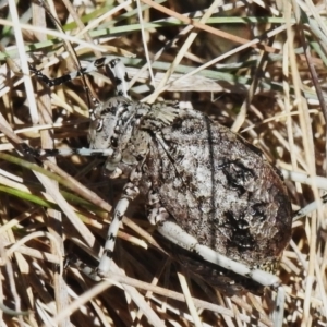 Acripeza reticulata at Namadgi National Park - 14 Apr 2024 01:23 PM