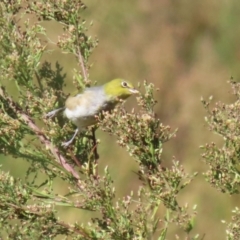 Zosterops lateralis (Silvereye) at Upper Stranger Pond - 16 Apr 2024 by RodDeb