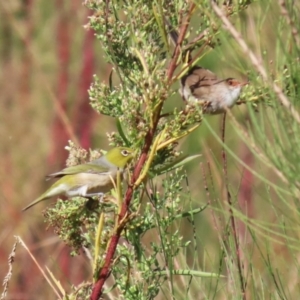 Zosterops lateralis at Upper Stranger Pond - 16 Apr 2024 01:07 PM