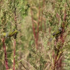 Zosterops lateralis at Upper Stranger Pond - 16 Apr 2024 01:07 PM