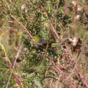 Zosterops lateralis at Upper Stranger Pond - 16 Apr 2024