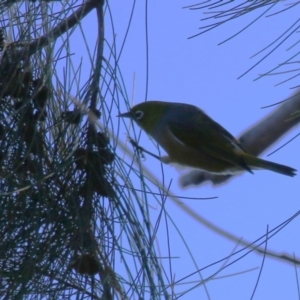 Zosterops lateralis at Upper Stranger Pond - 16 Apr 2024 01:07 PM