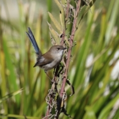 Malurus cyaneus (Superb Fairywren) at Upper Stranger Pond - 16 Apr 2024 by RodDeb