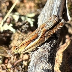 Ancylis himerodana (Olethreutinae) at Hackett, ACT - 16 Apr 2024 by Pirom