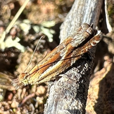 Ancylis himerodana (Olethreutinae) at Hackett, ACT - 16 Apr 2024 by Pirom