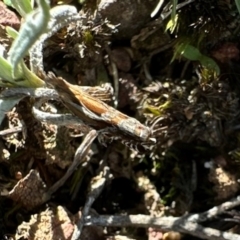 Ancylis himerodana at Mount Ainslie - 16 Apr 2024