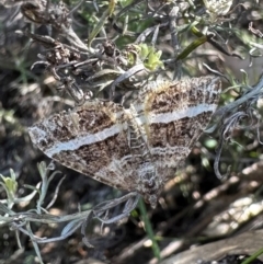 Chrysolarentia subrectaria (A Geometer moth) at Hackett, ACT - 16 Apr 2024 by Pirom