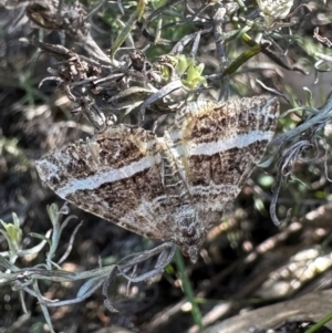 Chrysolarentia subrectaria (A Geometer moth) at Mount Ainslie by Pirom
