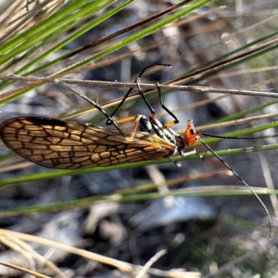 Chorista australis (Autumn scorpion fly) at Hackett, ACT - 14 Apr 2024 by Pirom