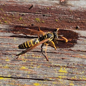 Polistes (Polistes) chinensis at Oberon, NSW - 16 Apr 2024