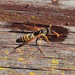 Polistes (Polistes) chinensis (Asian paper wasp) at Oberon, NSW by MatthewFrawley