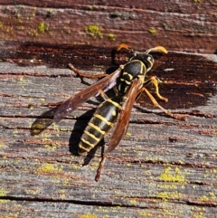 Polistes (Polistes) chinensis at Oberon, NSW - 16 Apr 2024