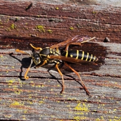 Polistes (Polistes) chinensis at Oberon, NSW - 16 Apr 2024 01:29 PM