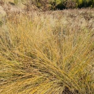 Eragrostis curvula at Bullen Range - 16 Apr 2024