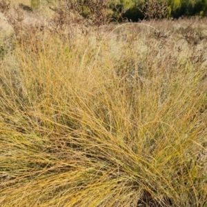 Eragrostis curvula (African Lovegrass) at Bullen Range by Mike