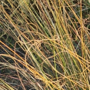 Eragrostis curvula at Bullen Range - 16 Apr 2024