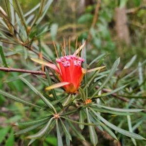 Lambertia formosa at Blue Mountains National Park - 16 Apr 2024 04:21 PM