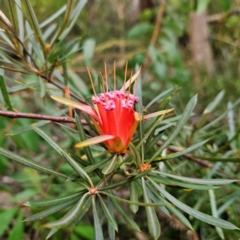 Lambertia formosa at Katoomba, NSW - 16 Apr 2024 by MatthewFrawley