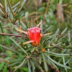 Lambertia formosa (Mountain Devil) at Blue Mountains National Park by MatthewFrawley