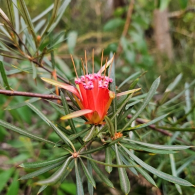 Lambertia formosa at Katoomba, NSW - 16 Apr 2024 by MatthewFrawley