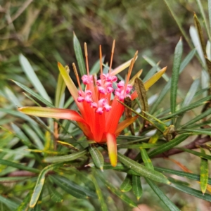 Lambertia formosa at Blue Mountains National Park - 16 Apr 2024