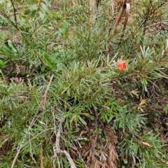Lambertia formosa at Blue Mountains National Park - 16 Apr 2024