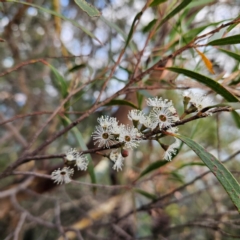 Eucalyptus stricta (Blue Mountains Mallee Ash) at Katoomba, NSW - 16 Apr 2024 by MatthewFrawley