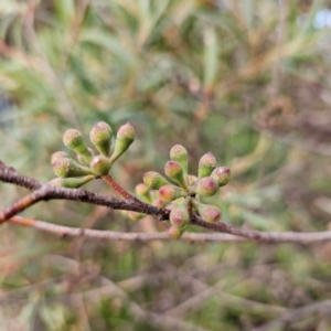 Eucalyptus stricta at Blue Mountains National Park - 16 Apr 2024