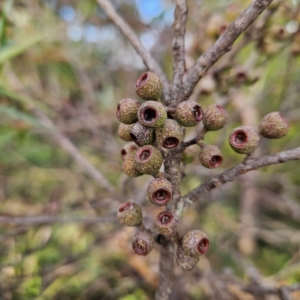 Eucalyptus stricta at Blue Mountains National Park - 16 Apr 2024