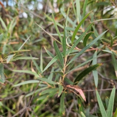 Eucalyptus stricta at Blue Mountains National Park - 16 Apr 2024