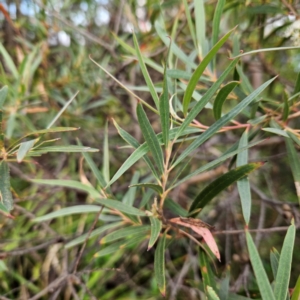 Eucalyptus stricta at Blue Mountains National Park - 16 Apr 2024
