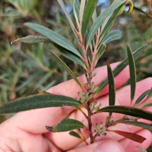 Eucalyptus stricta at Blue Mountains National Park - 16 Apr 2024