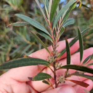 Eucalyptus stricta at Blue Mountains National Park - 16 Apr 2024 04:26 PM
