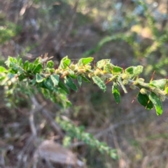 Acacia paradoxa at Hall, ACT - 16 Apr 2024 09:32 AM