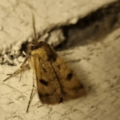 Agrotis porphyricollis (Variable Cutworm) at Bungendore, NSW - 16 Apr 2024 by clarehoneydove