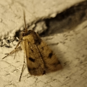 Agrotis porphyricollis at QPRC LGA - 16 Apr 2024