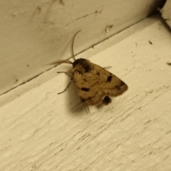 Agrotis porphyricollis at QPRC LGA - 16 Apr 2024