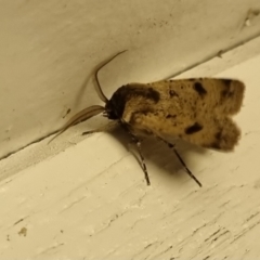 Agrotis porphyricollis at QPRC LGA - 16 Apr 2024