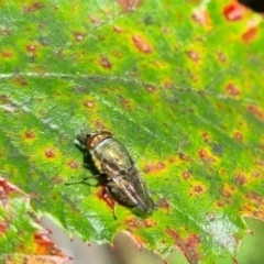 Rhiniidae sp. (family) (Snout fly) at QPRC LGA - 24 Mar 2024 by clarehoneydove