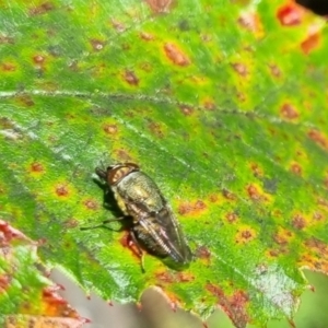 Rhiniidae sp. (family) at QPRC LGA - 24 Mar 2024