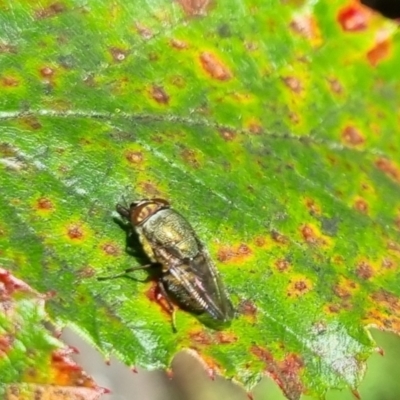 Unidentified True fly (Diptera) at QPRC LGA - 24 Mar 2024 by clarehoneydove