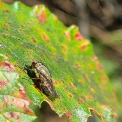 Rhiniidae sp. (family) at QPRC LGA - 24 Mar 2024