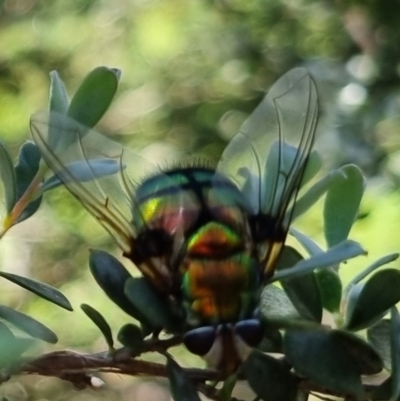 Rutilia (Chrysorutilia) formosa (A Bristle fly) at QPRC LGA - 19 Jan 2024 by clarehoneydove