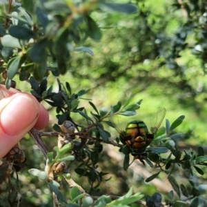 Rutilia (Chrysorutilia) formosa at QPRC LGA - suppressed