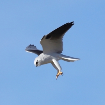 Elanus axillaris (Black-shouldered Kite) at Lawson, ACT - 15 Apr 2024 by TimL