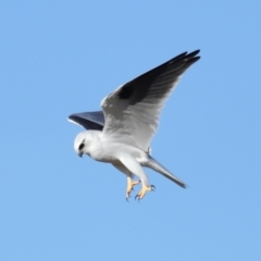 Elanus axillaris (Black-shouldered Kite) at Lawson, ACT - 15 Apr 2024 by TimL