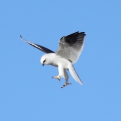 Elanus axillaris at Lawson North Grasslands - 15 Apr 2024